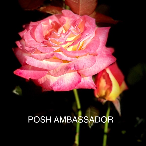 Meet your Posher, Brenda - Picture 2 of 3